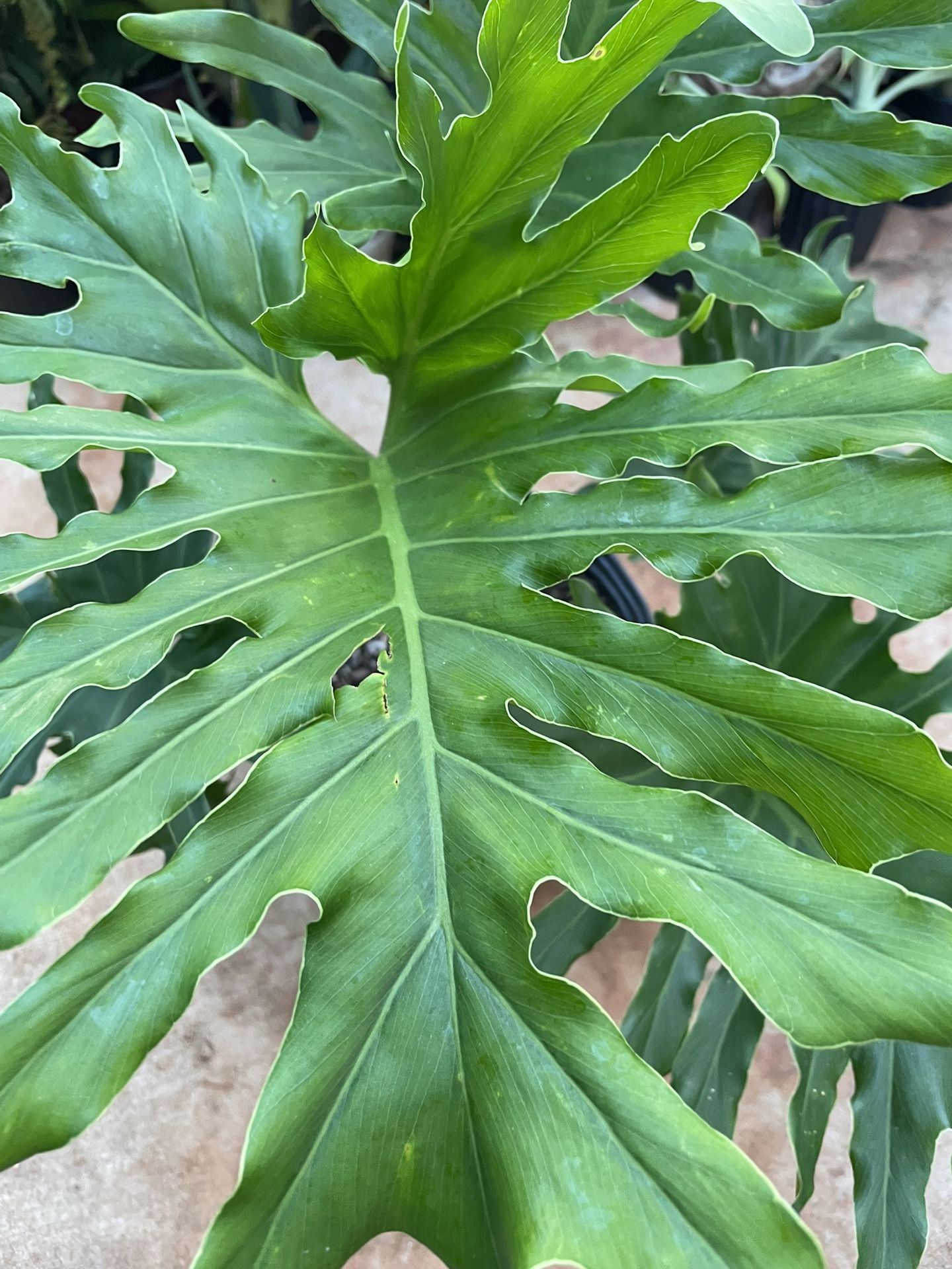 Very Healthy Potted Plant