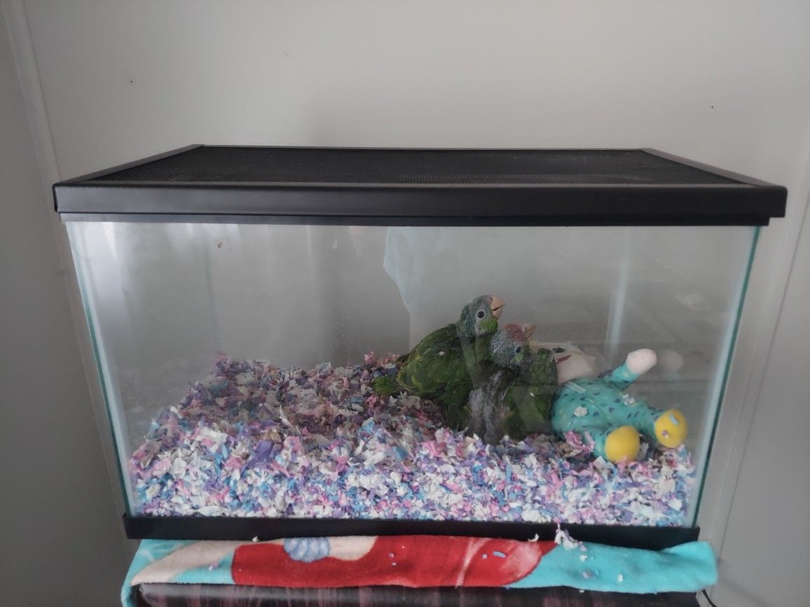 Fish Tank