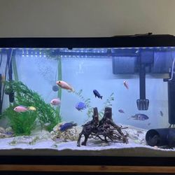 90 Gallon Fish Tank 