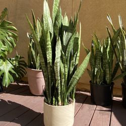 Beautiful large snake plant in pot