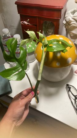 Mini monstera top cutting