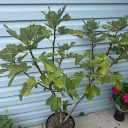 fig tree plant 4.5f