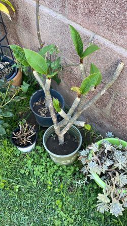 Fully potted plumeria 3ft tall $200 obo