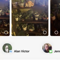 Select Succulents 