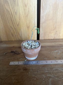 plant - bursera fagaroides