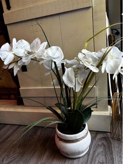 Beautiful orchid 18”