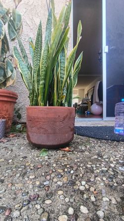 Snake Plant in Terracotta Pot