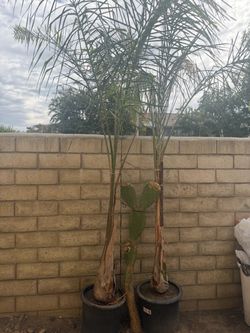 Palm trees