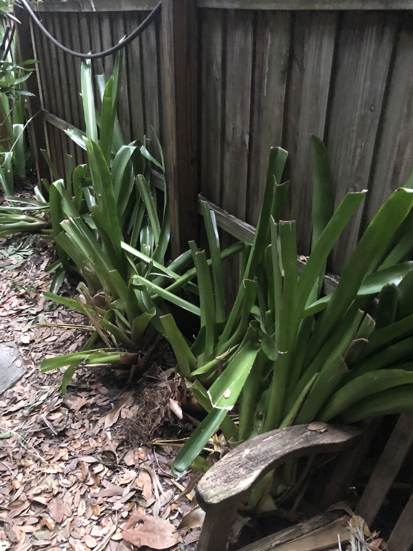 Bromiliad’s and CUT Bamboo POLES