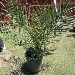 Palm Tree (fruit bearing)