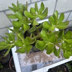 Jade