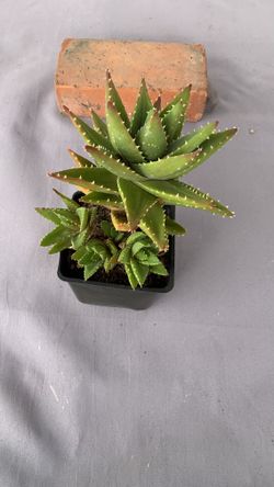 Plants succulent agave aloe flame free