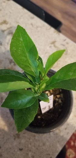 Lemon plant