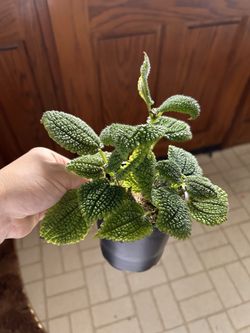 House Plant / Moon Valley Pilea