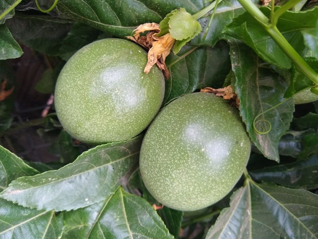 Organic fresh passion fruit!!!