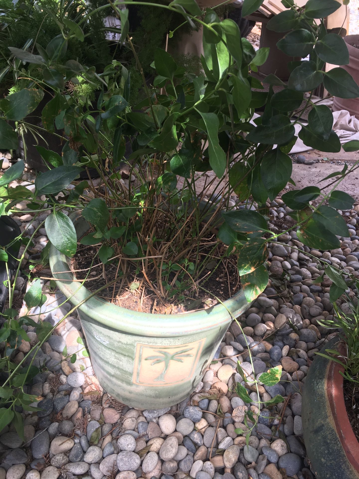 Nice plant in large pot