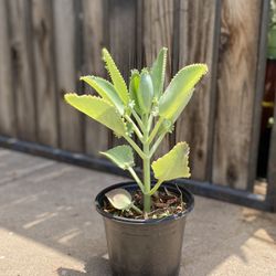 Mother Of Thousands Plant 