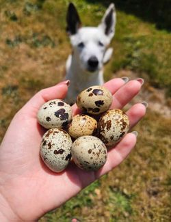 Quail Eggs