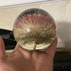 Lucite  Hafod  Dandelion Paperweight 3.5”