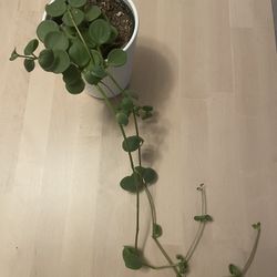 Peperomia Hope