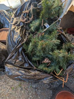Old Christmas tree