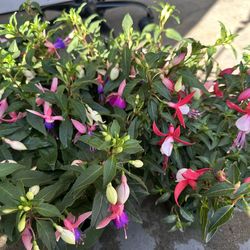 Fuchsia flower plant(3 colors) Hoa lồng đèn 3 màu