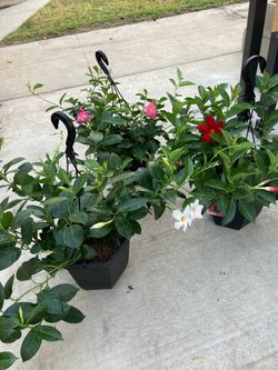 Dipladenia tropical climbers 1.75 gallon hanging pots