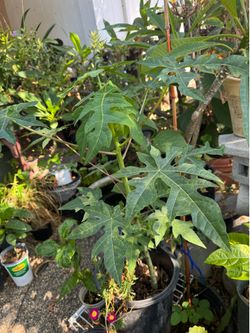 Hawaii papaya tree