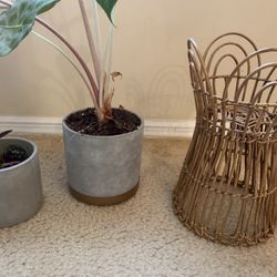Plants Pot And Stand 