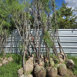 Arboles De Mesquite De Bola Chica 