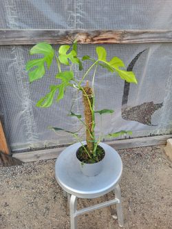 Mini Monstera 6" Nursery Pot