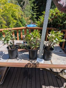 Beautiful Jades for sale from San Diego
