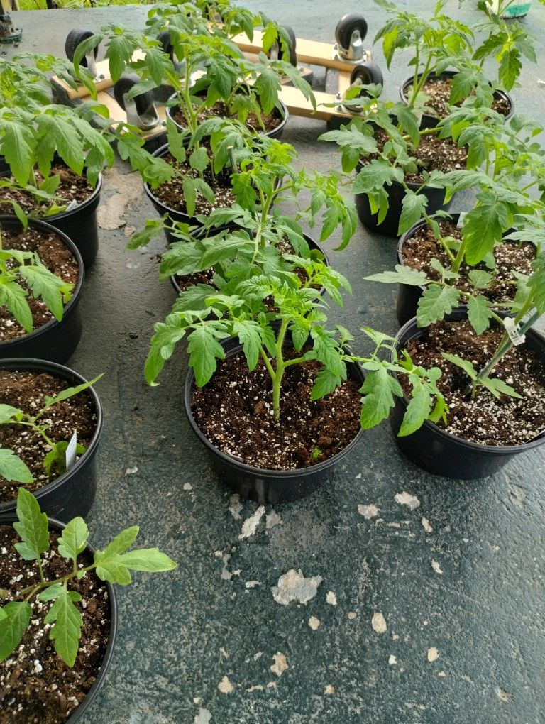 Tomato Plants for Sale in Liberty Township, OH OfferUp