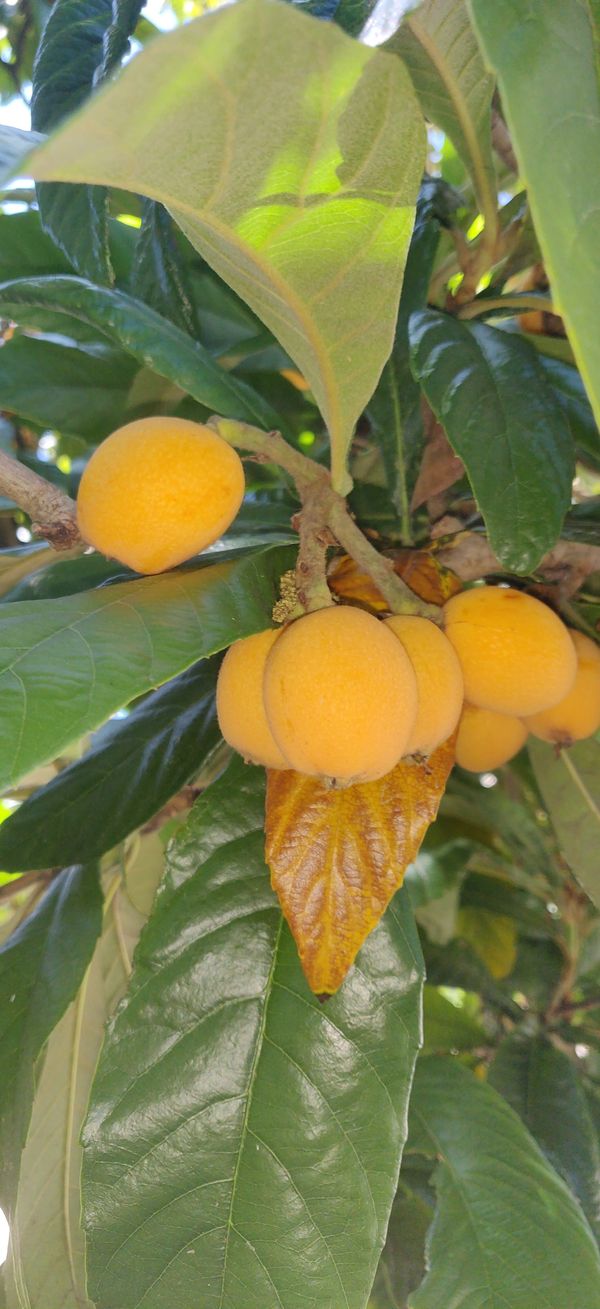 Japanese loquat fruit for Sale in Copperas Cove, TX OfferUp
