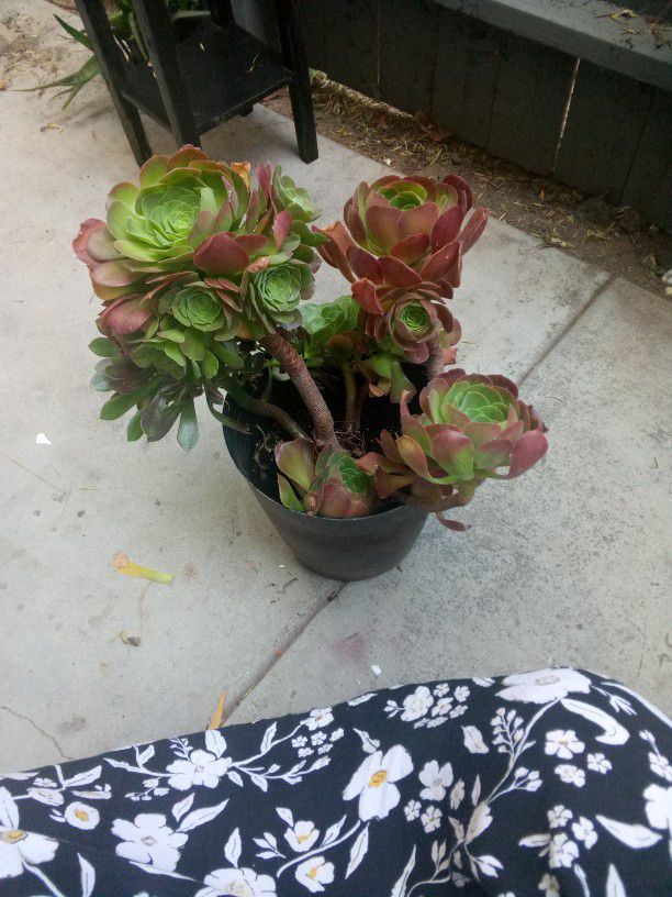 Plant For $15