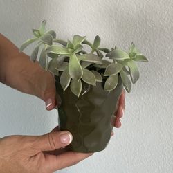 Real Succulent Plant With A Ceramic Pot