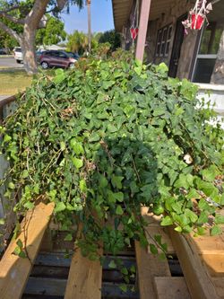 English ivy
