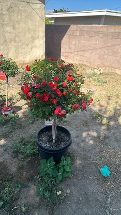 Mini Rose Tree