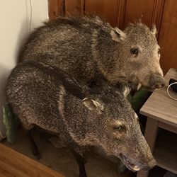 Havilinas Stuffed Taxidermy