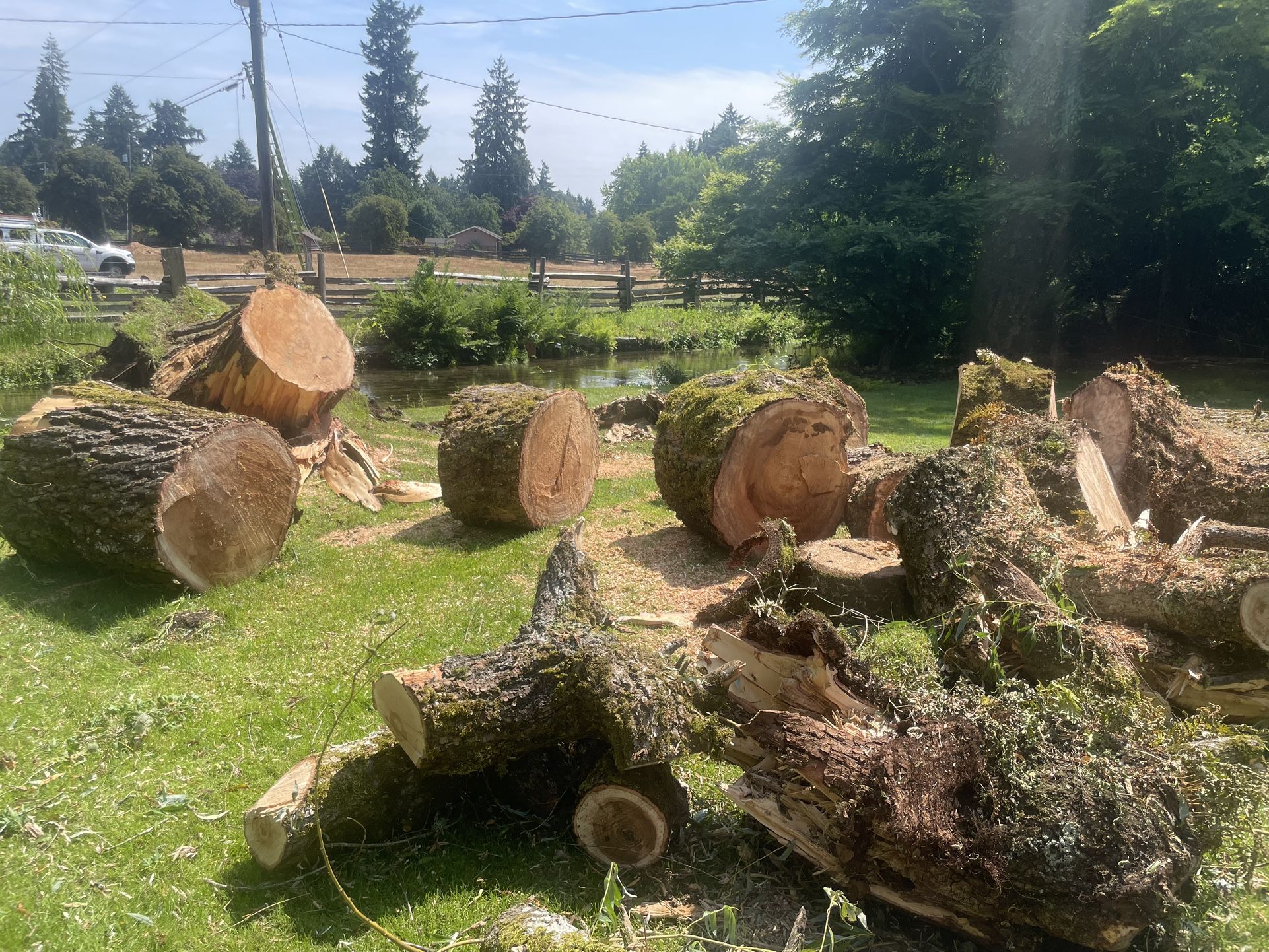 Willow Tree Sections