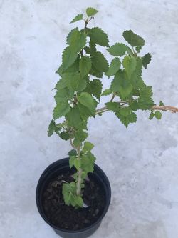 White dwarf mulberry plant