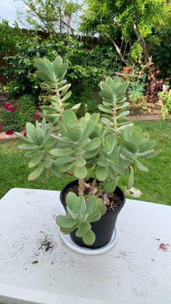Plant