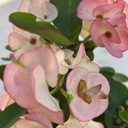 Bridal Pink Crown Of Thorn Blooming Flowers Beautiful 16-18”