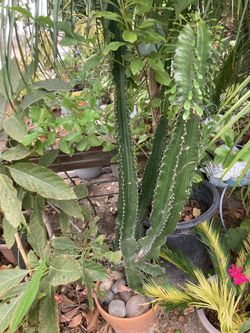 Nopales Con Todo Y Maceta Son 2