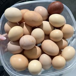 🥚 PREMIUM FARM FRESH ORGANIC EGGS 🐓✨