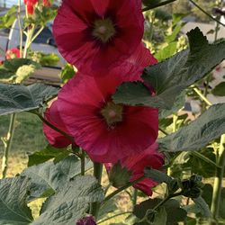 Red Amazing Flowers plants
