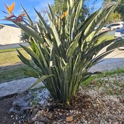 Free Birds Of Paradise Plant 