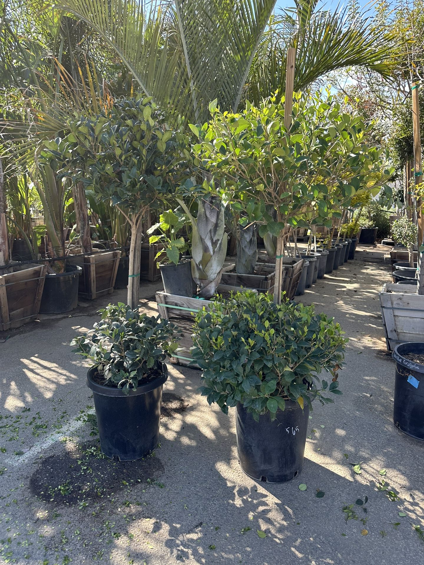 2 Tier Waxleaf Privet Topiary Tree