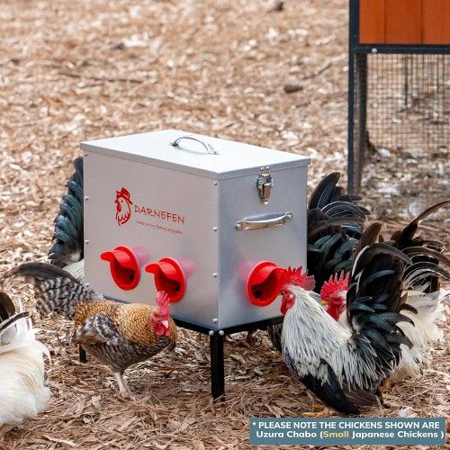 Automated Chicken Feeder Rat Proof
