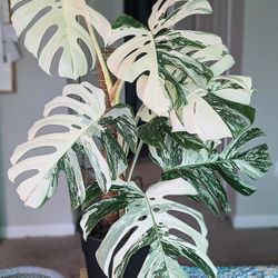 monstera stick Copper Wave Plant Stick, Plant Stem Holder, 2 Sizes 18